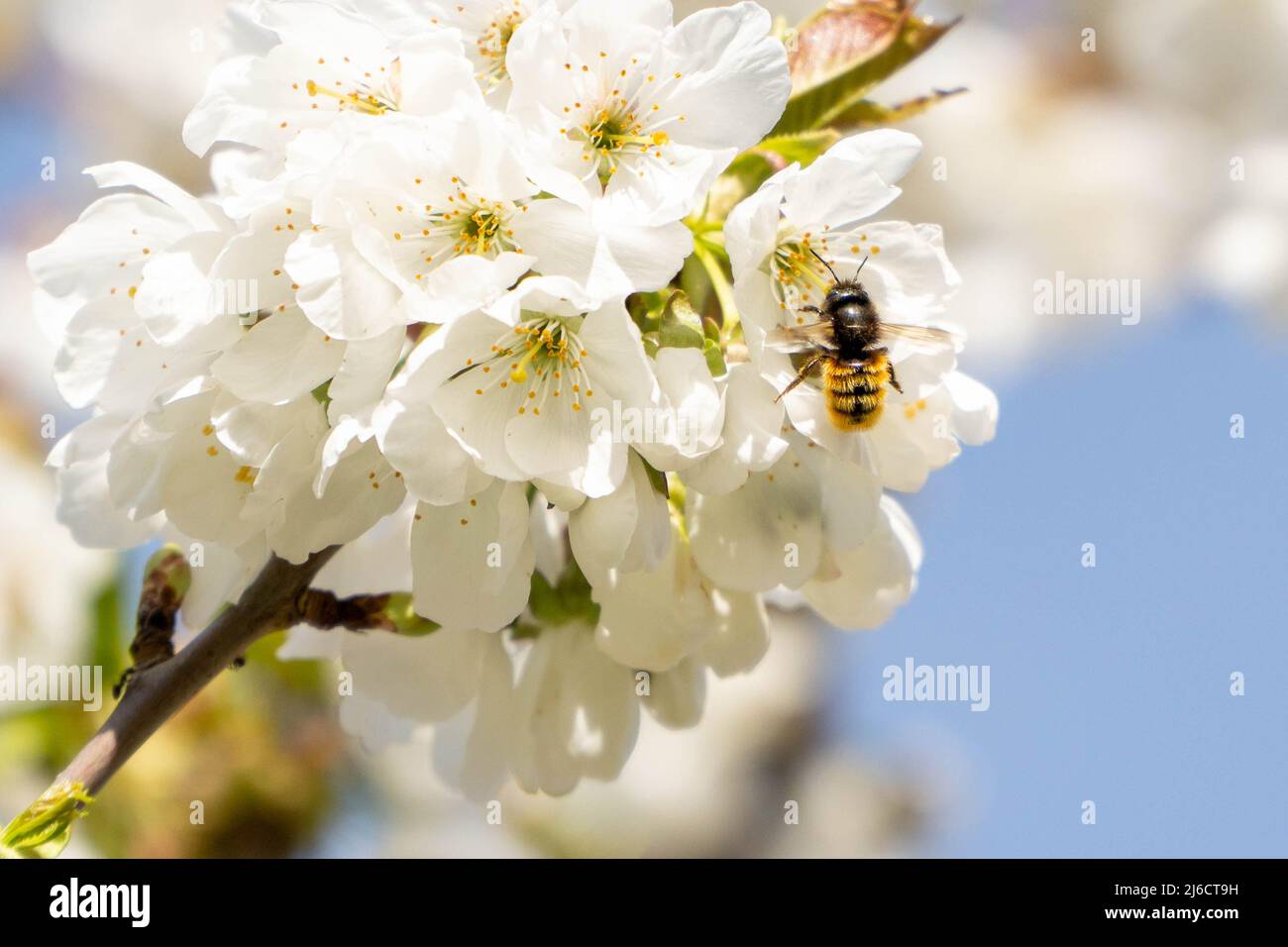 bee pollinating a white cherry blossom. Pollination is vital for plants