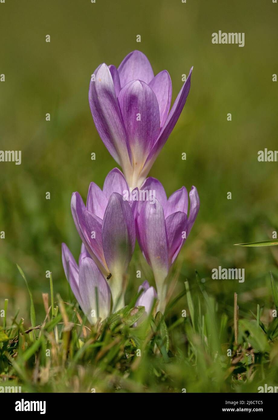 Group of Meadow Saffron, Colchicum autumnale, flowers and buds in meadow in autumn. Stock Photo