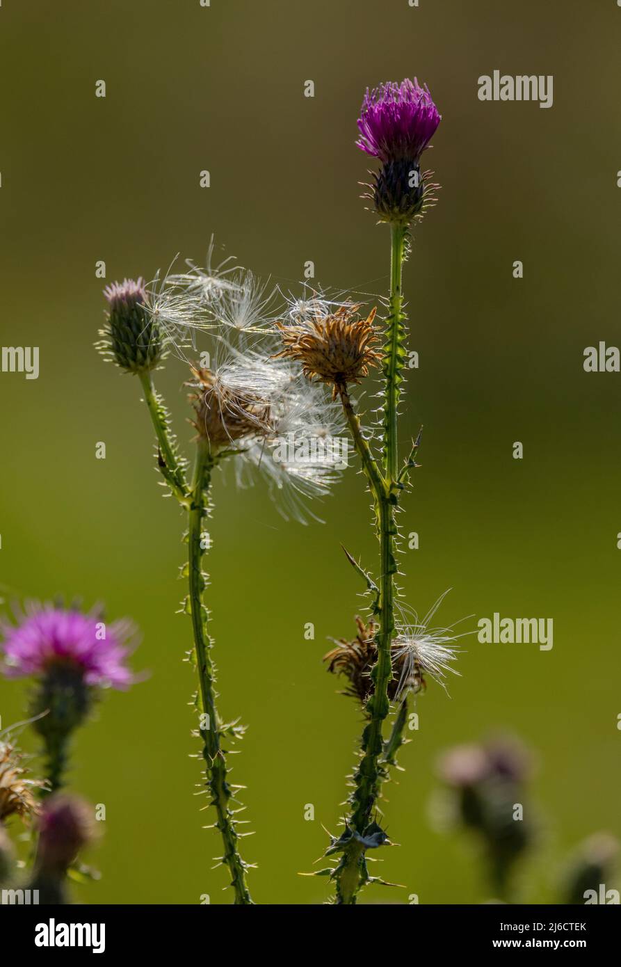 Carduus crispus, Carduus acanthoides in flower and fruit, with thistledown. Stock Photo
