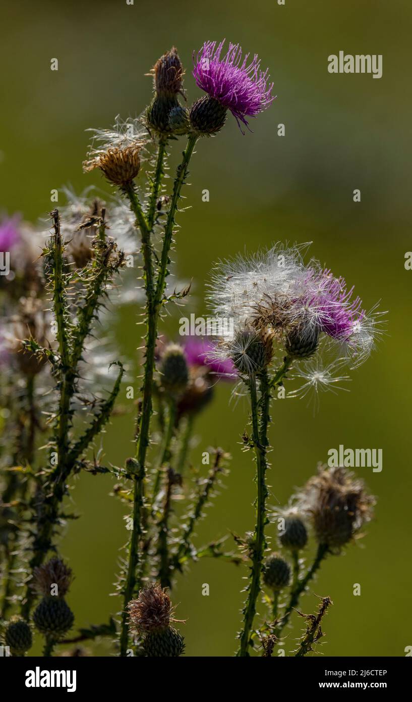 Carduus crispus, Carduus acanthoides in flower and fruit, with thistledown. Stock Photo