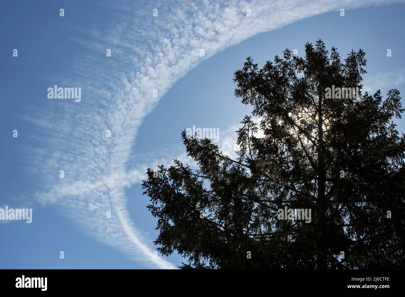 Circular plane trail like a cloud around a fir tree Stock Photo