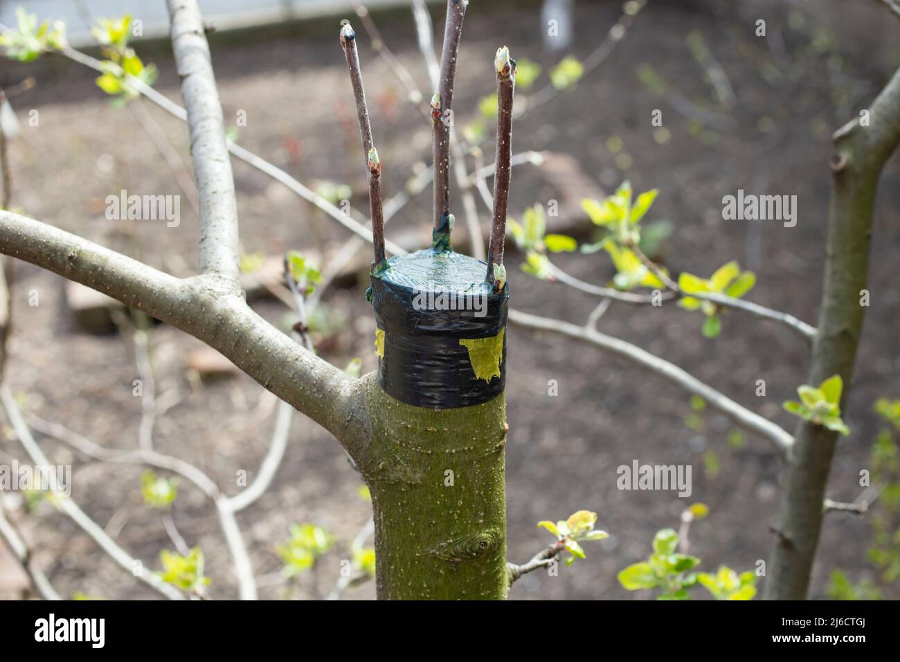 Grafting on a tree branch, close up Stock Photo