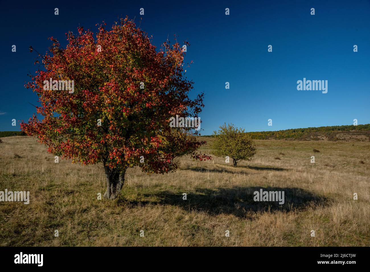European wild pear, Pyrus pyraster, tree in open grassland in Saxon Transylvania, Romania. Autumn. Stock Photo