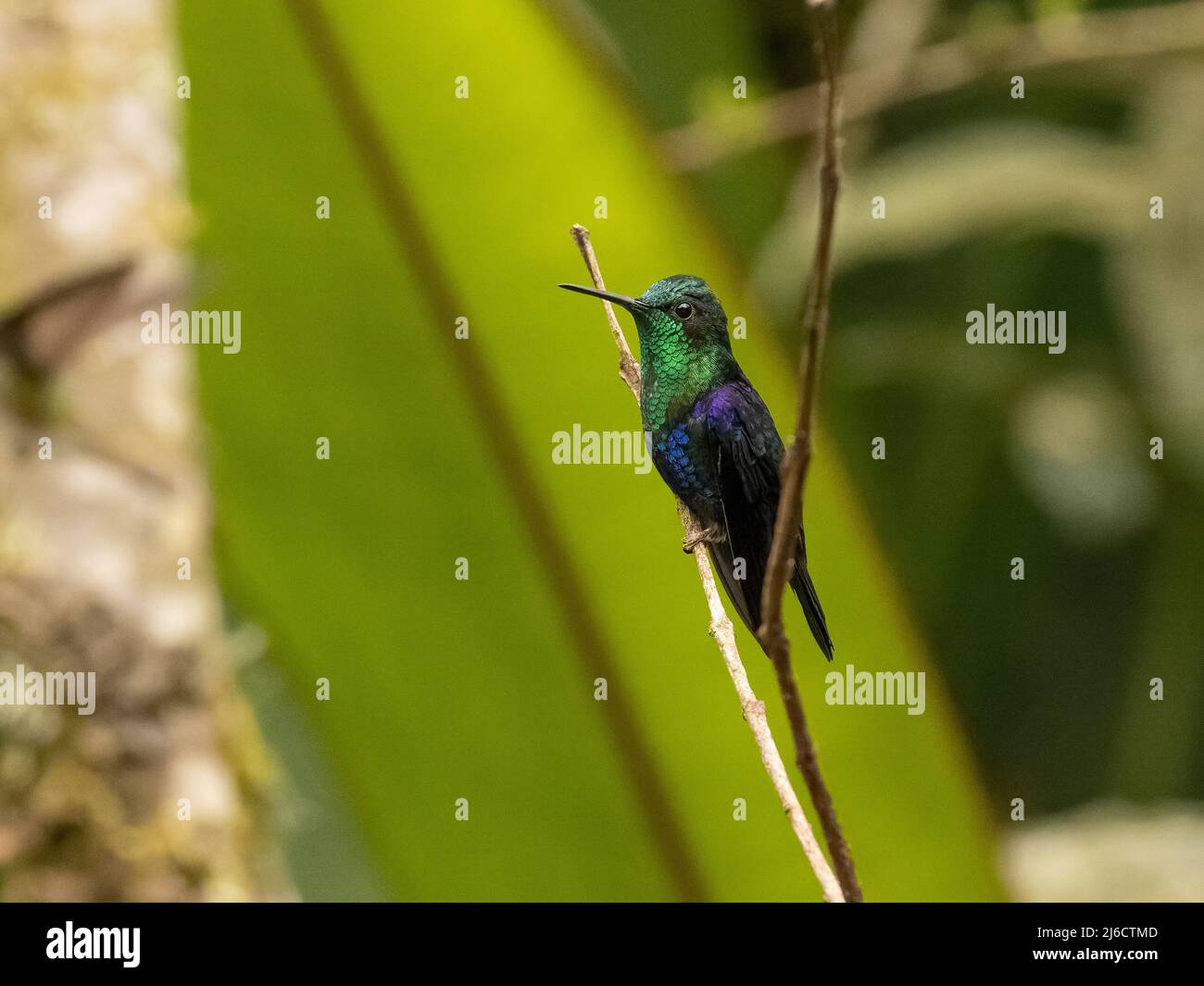 Crowned Woodnymph Hummingbird in Ecuador Stock Photo - Alamy