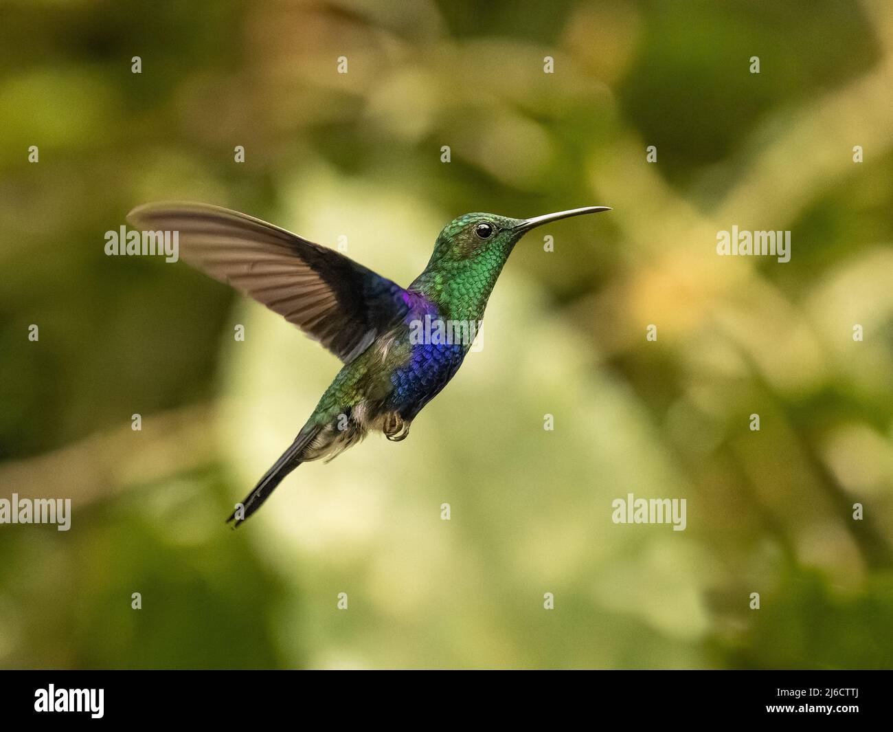 Violet crowned woodnymph thalurania hi-res stock photography and images ...