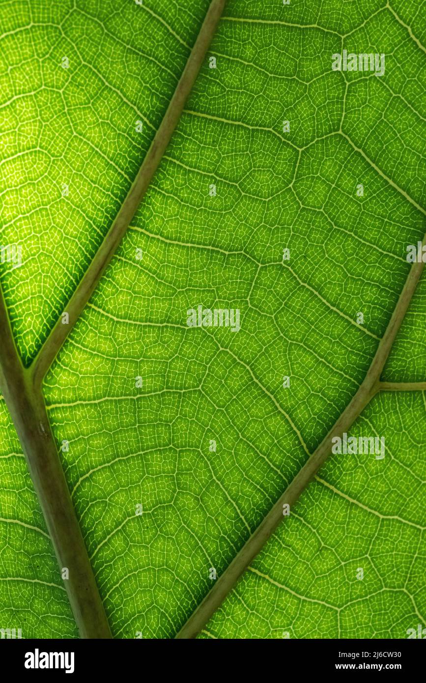Full-frame closeup of leaf structure in a plant Stock Photo