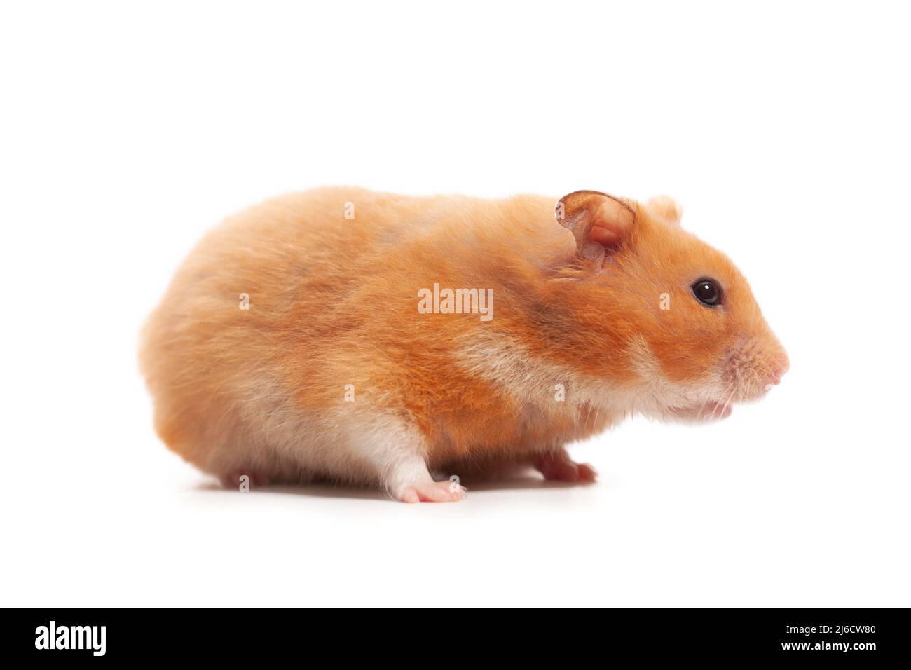 Syrian hamster isolated on white background Stock Photo - Alamy