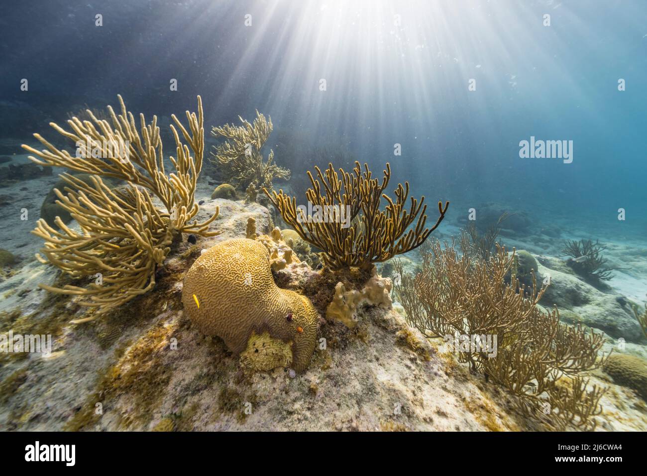 Seascape with sunbeams, coral, and sponge in the coral reef of the Caribbean Sea, Curacao Stock Photo