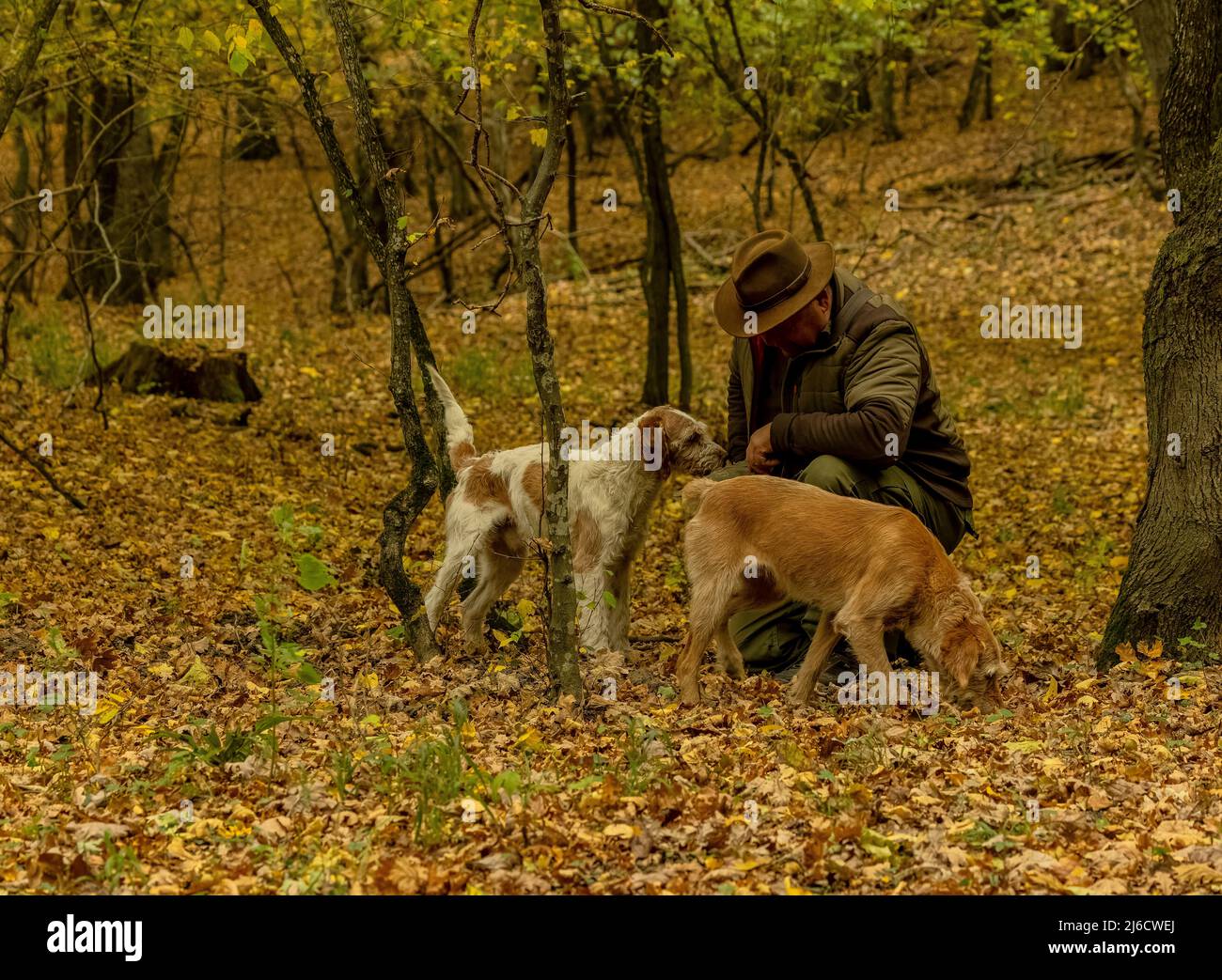 Romanian truffle-hunter and his dogs in old woodland in autumn, near Archita, Saxon Transylvania. Romania. Stock Photo