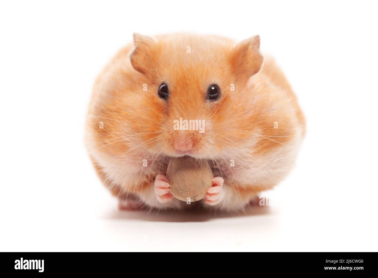 Cute funny syrian hamster eating nuts isolated on white background Stock Photo - Alamy Cute funny syrian hamster eating nuts isolated on white background Stock Photo - Alamy