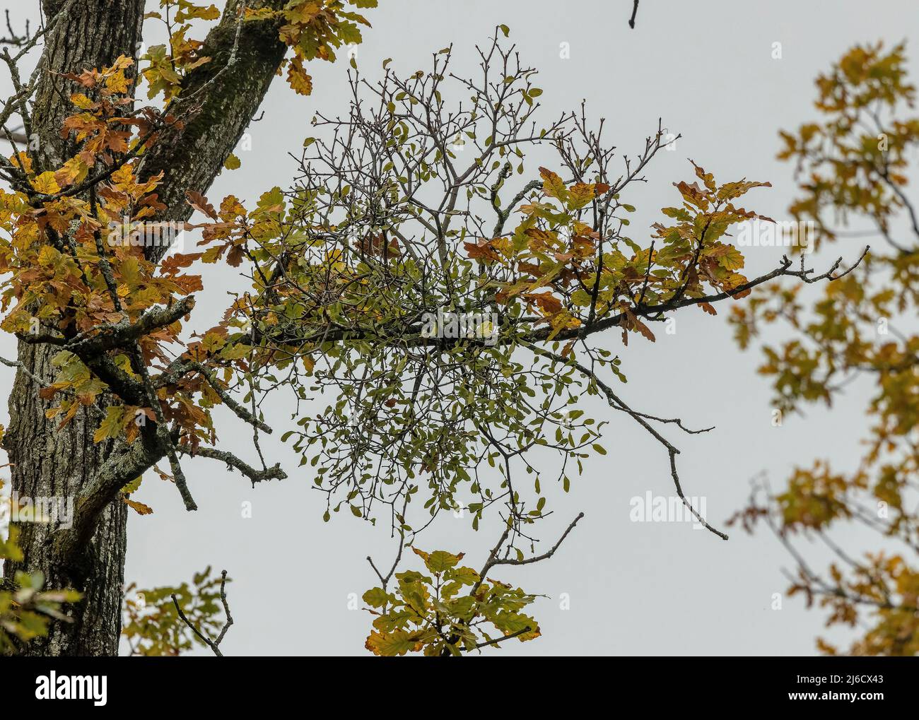 Deciduous mistletoe, Loranthus europaeus, in an oak tree in autumn. Romania. Stock Photo