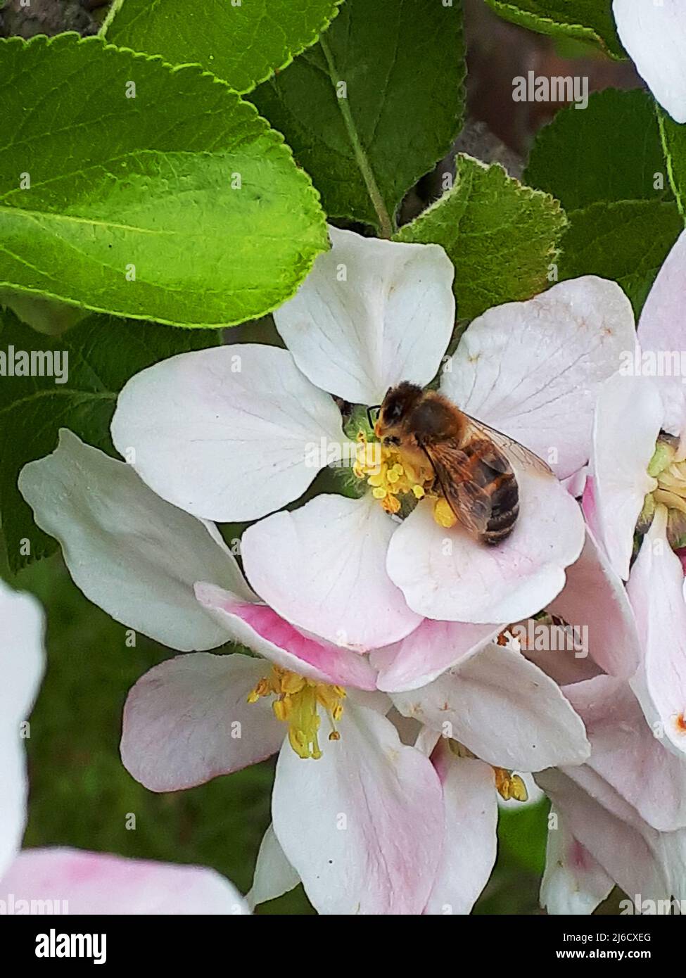 Apple blossom on a dwarf apple tree of the variety James Grieve, which