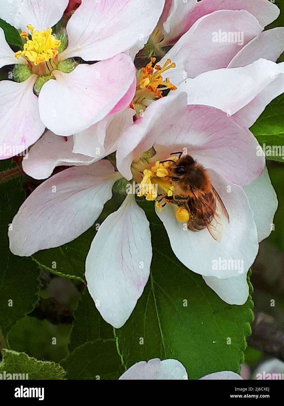 Apple blossom on a dwarf apple tree of the variety James Grieve, which