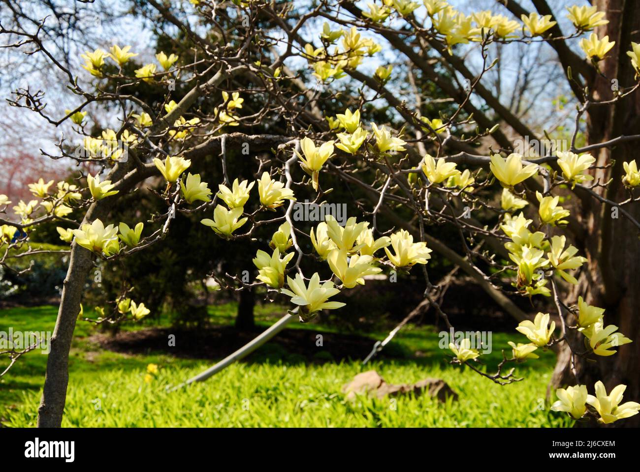 Yellow magnolia tree in bloom in Lakewood, Ohio Stock Photo