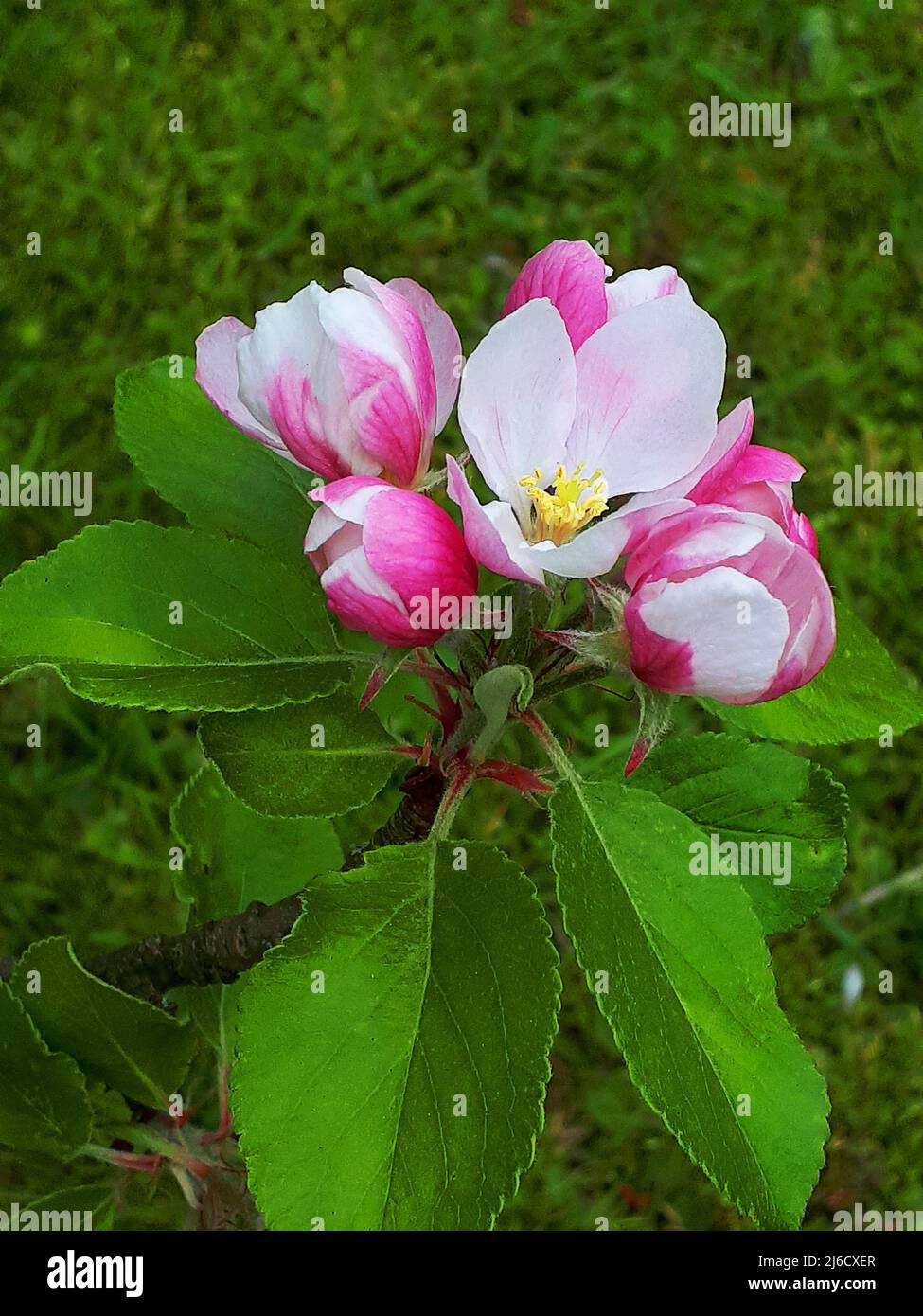 Apple blossom on a dwarf apple tree of the variety James Grieve, which