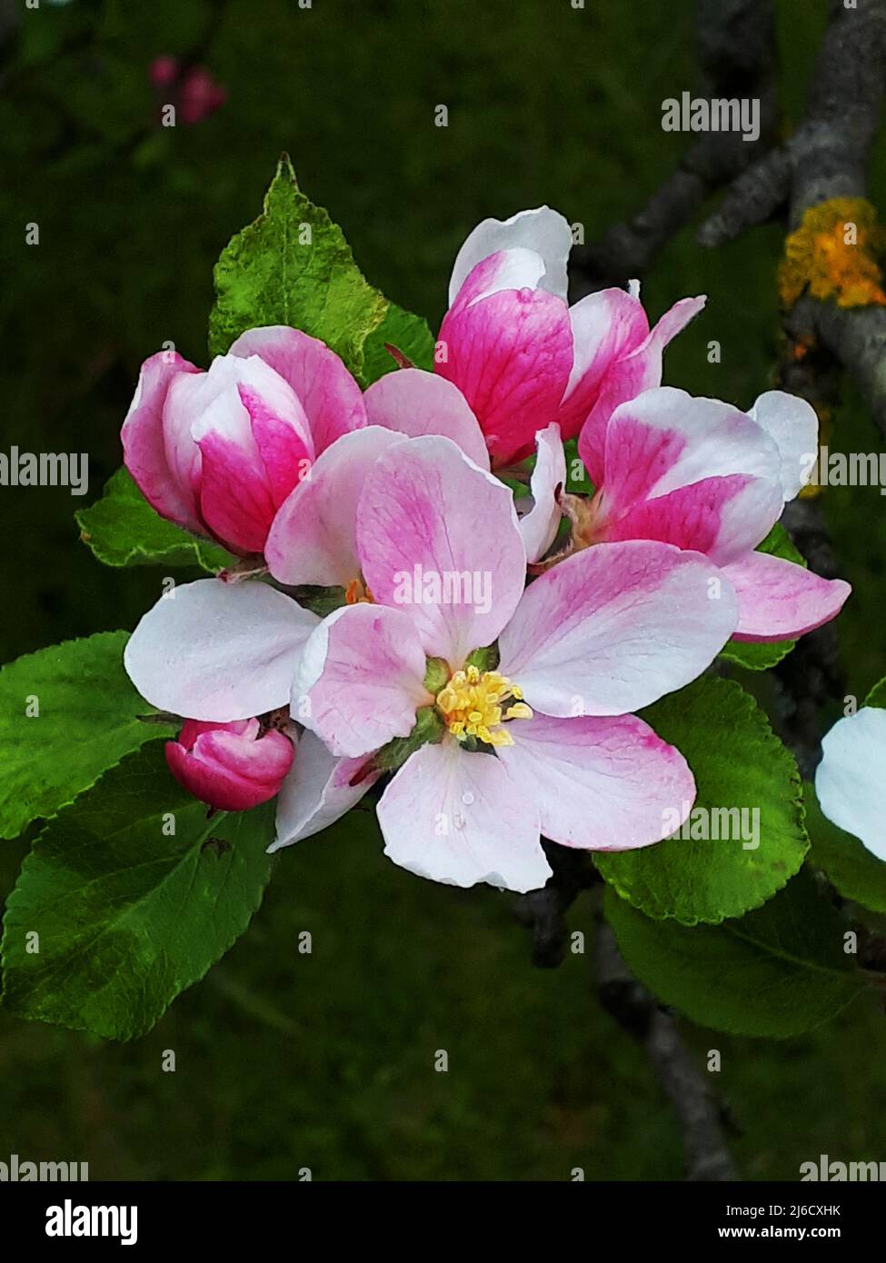Apple blossom on a dwarf apple tree of the variety James Grieve, which