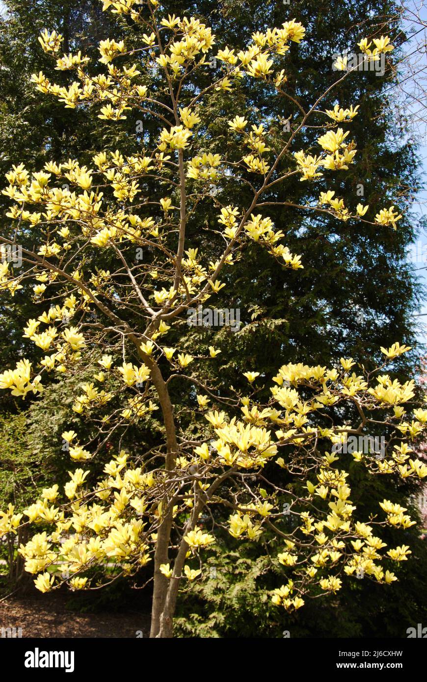 Yellow magnolia tree in bloom in Lakewood, Ohio Stock Photo