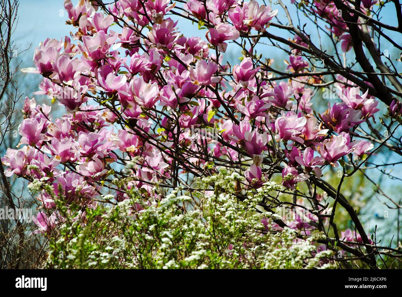 Magnolia tree in bloom Stock Photo Alamy