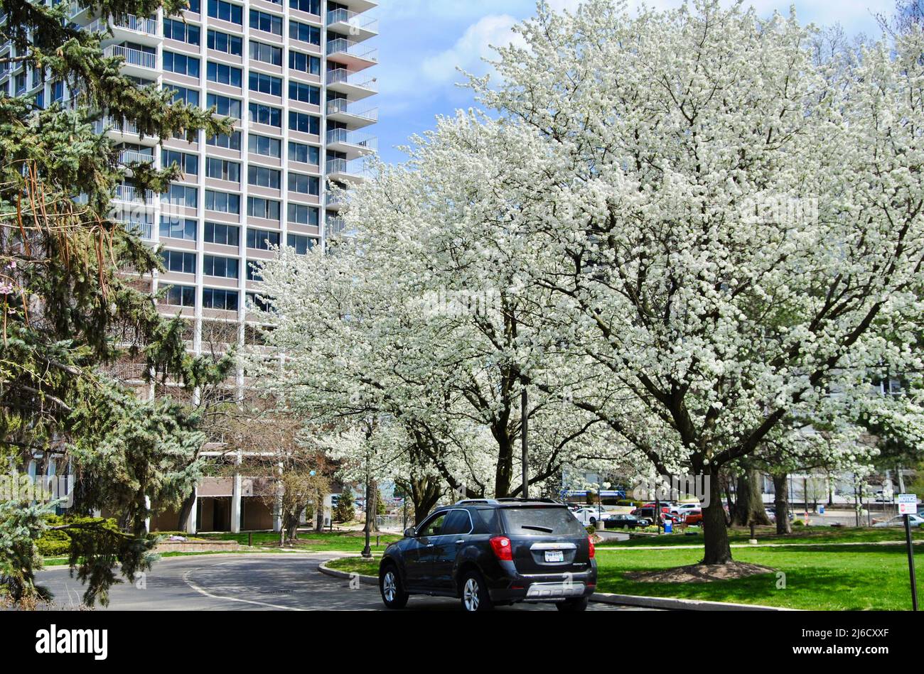 Street with trees in white bloom leading to Winton Place in Lakewood