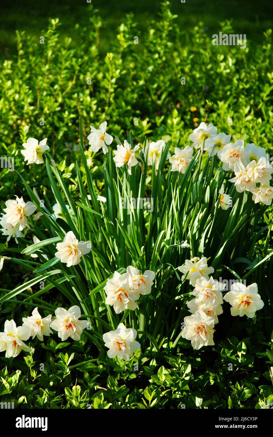 Daffodils in bloom in Northeast Ohio Stock Photo Alamy