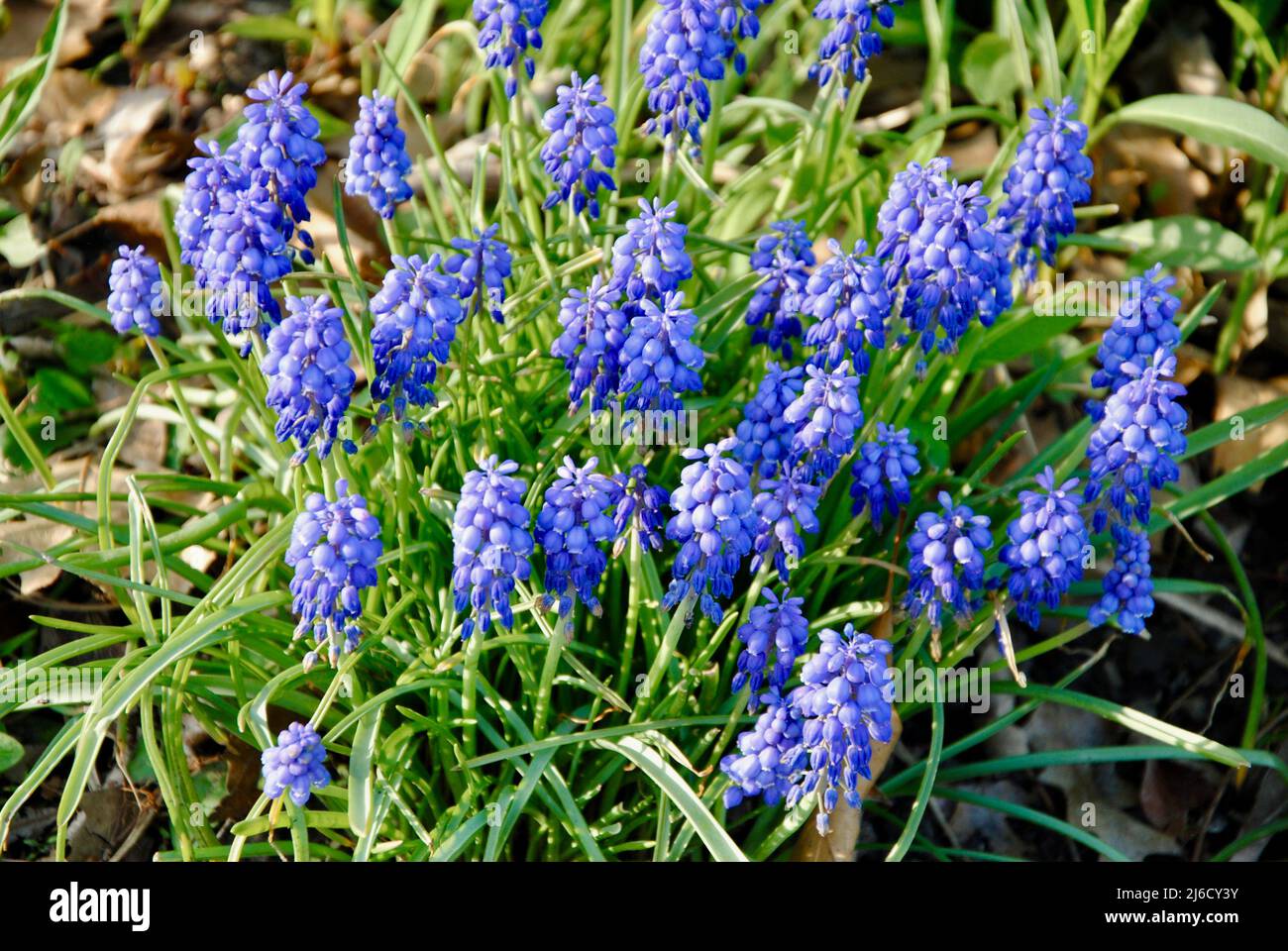 Hyacinth flowers in bloom in Northeast Ohio Stock Photo - Alamy