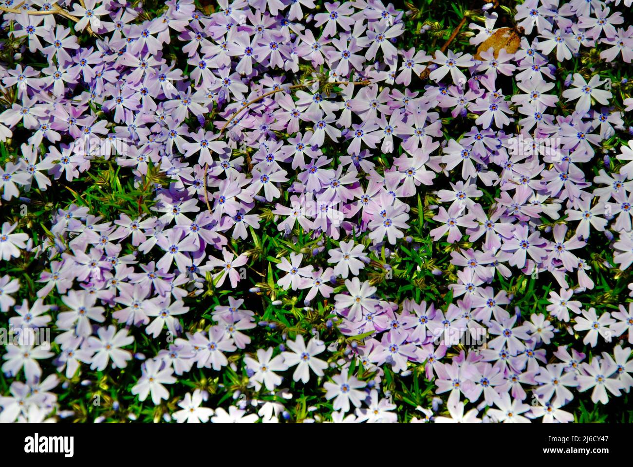 Spring flowers in bloom in Northeast Ohio Stock Photo Alamy