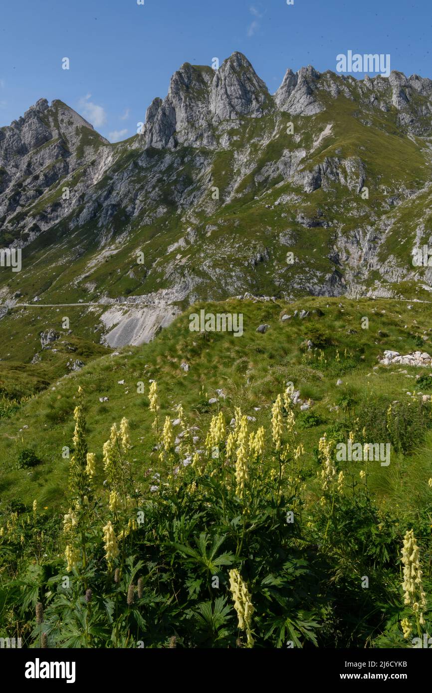 A Yellow Monkshood, or Wolfsbane, Aconitum lamarckii, on the slopes of Mangart, Julian Alps, Slovenia. Stock Photo