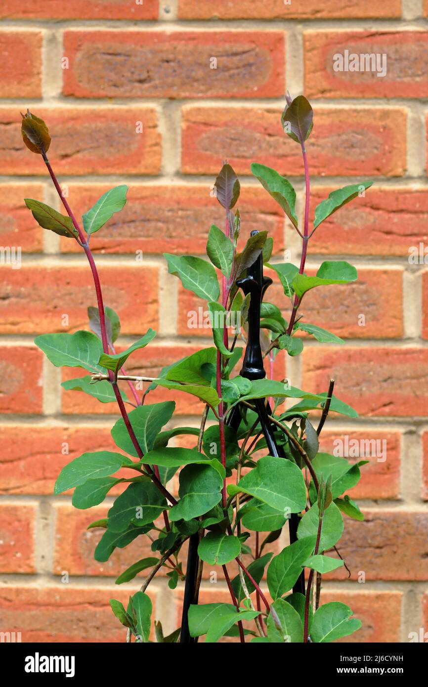 Climbing Honeysuckle (Lonicera periclymenum) against a brick wall Stock Photo