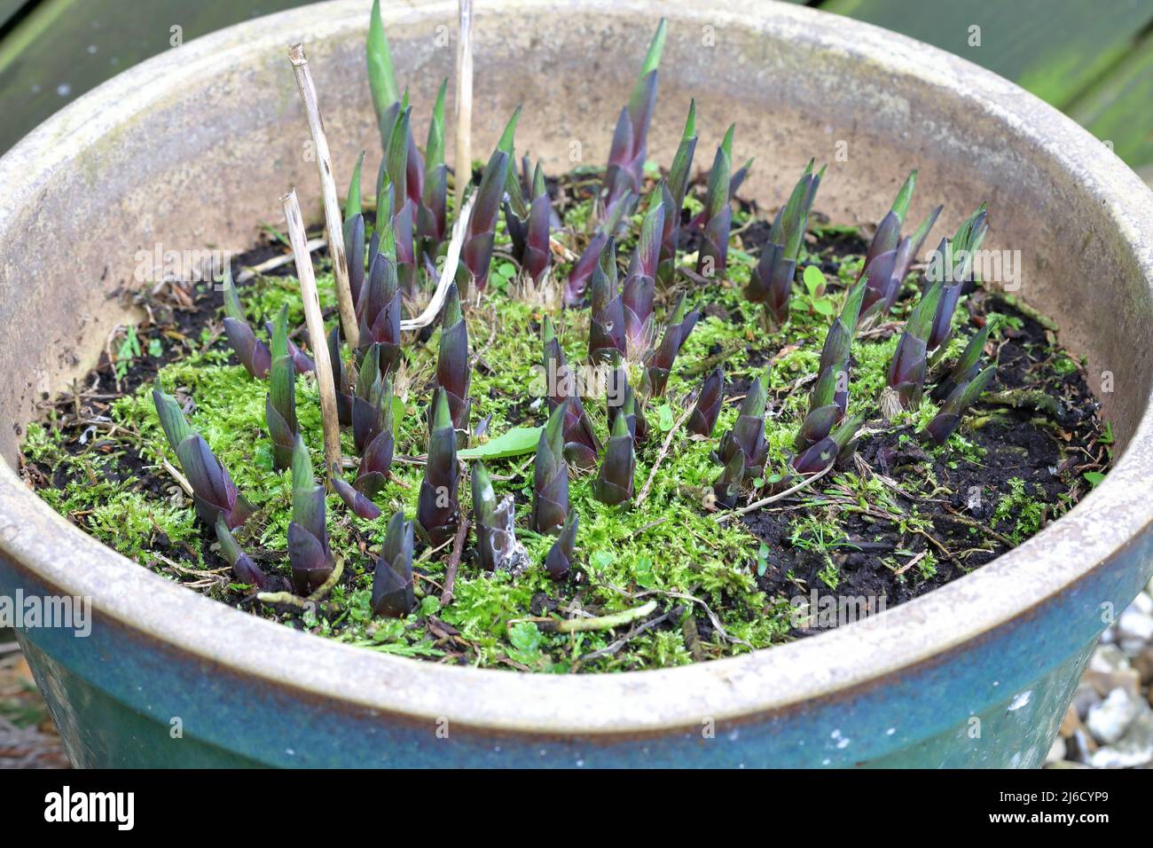 Hosta (Plantain lily) spikes going in a large round container Stock Photo