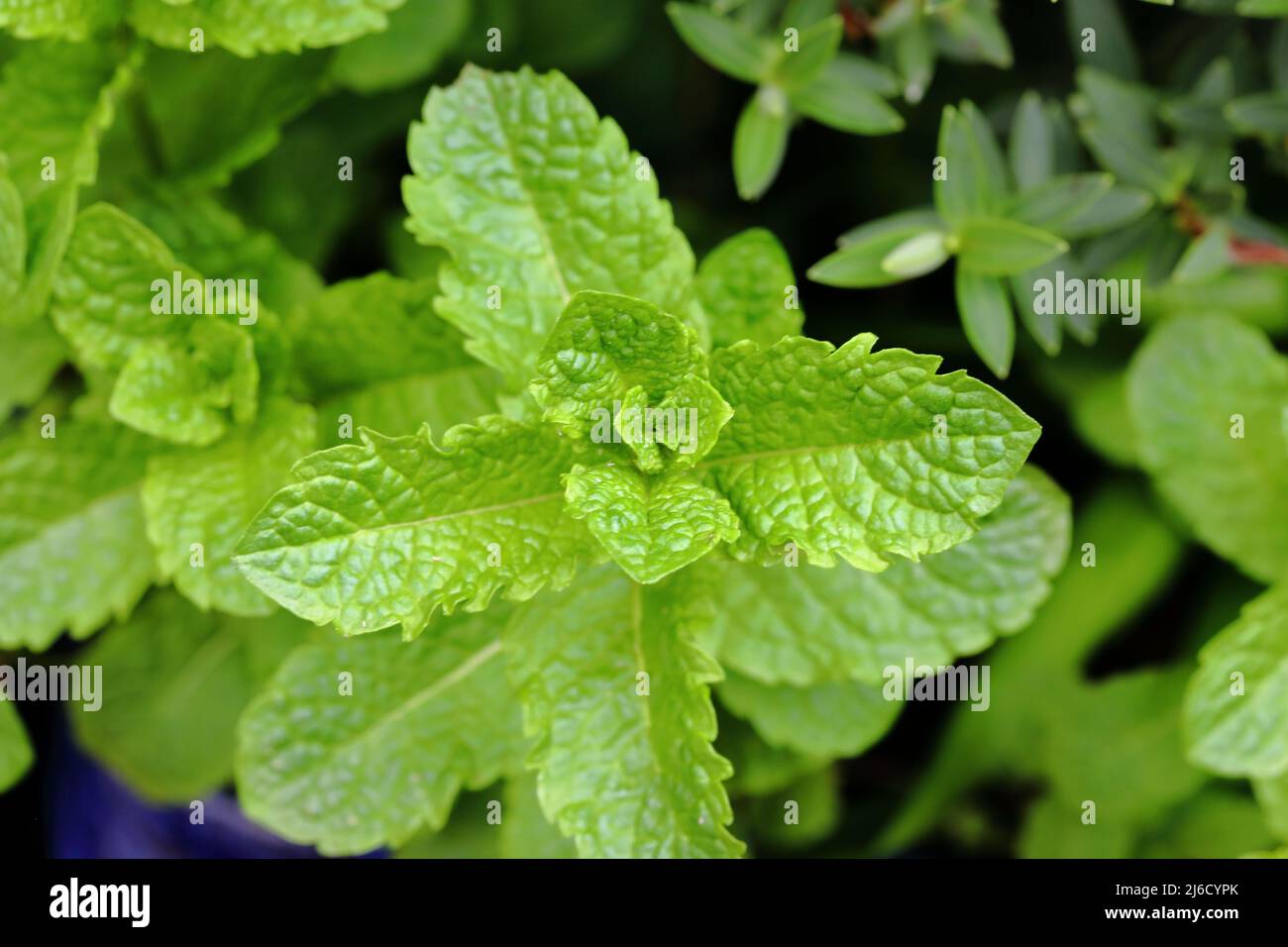 Shot of the plant leaves of the aromatic herb mint (Mentha) Stock Photo