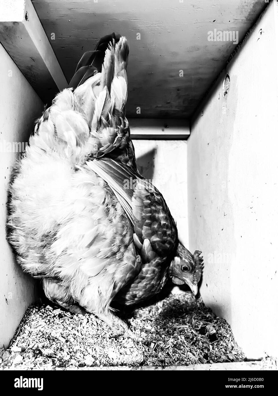 Layer chicken in a cage free coop for laying eggs Stock Photo Alamy