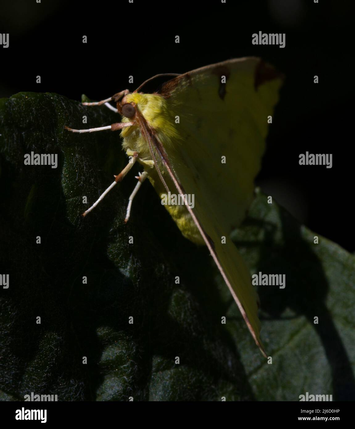 Brimstone Moth Opisthograptis Luleolata Stock Photo