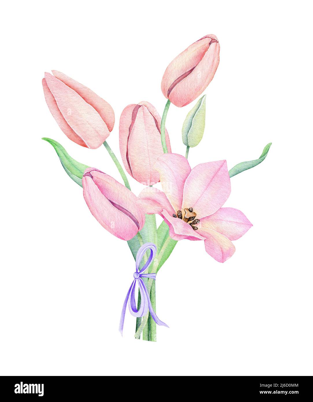Watercolor pink tulip. Spting flowers isolated on white background ...