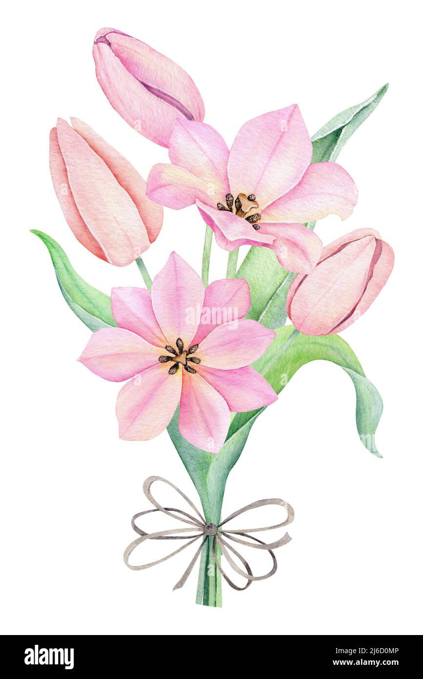Watercolor pink tulips bouquet. Spting flowers isolated on white ...
