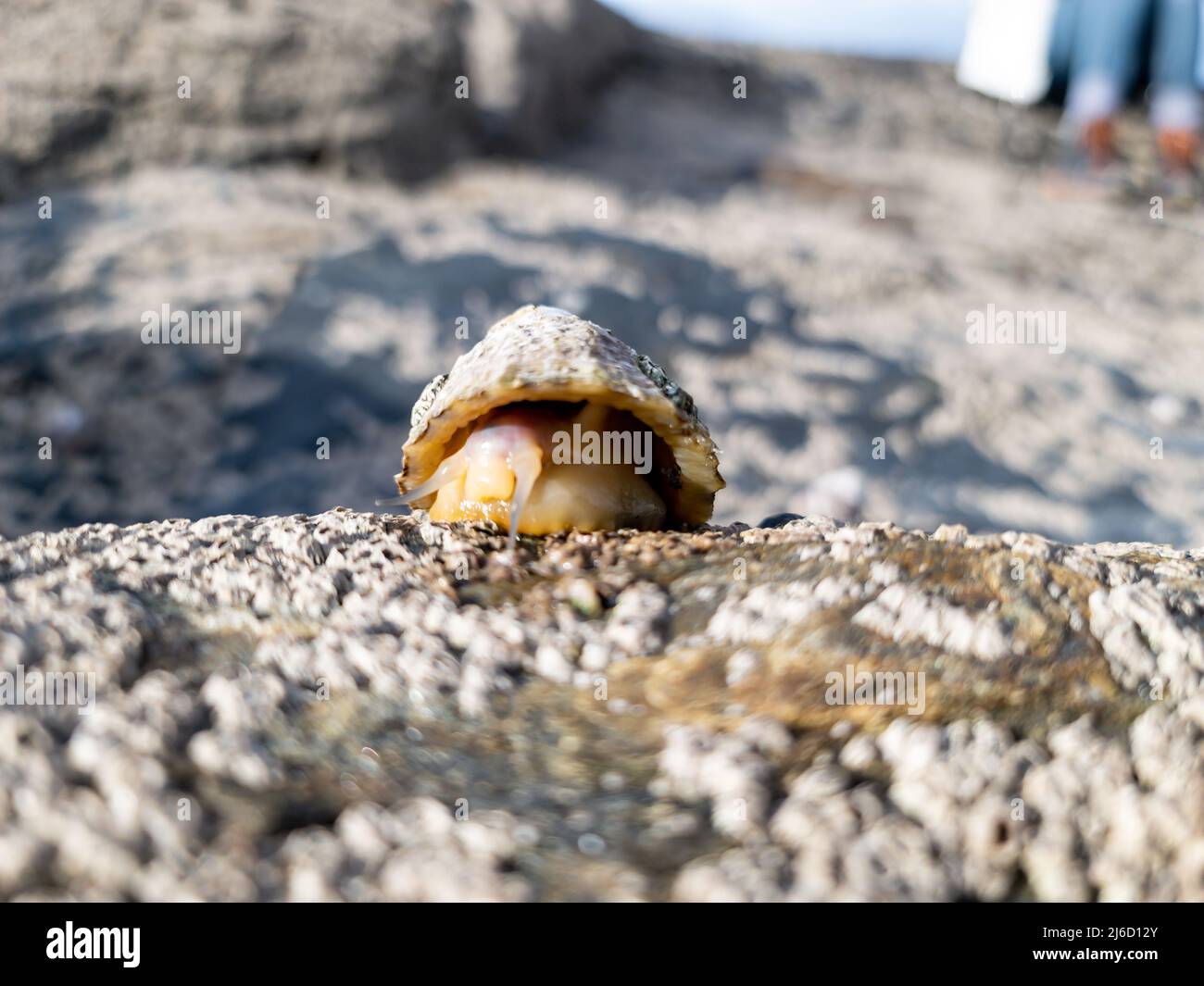 The Common Limpet, Patella vulgata, Sea Mollusc, is an aquatic snail with uncommonly strong teeth Stock Photo