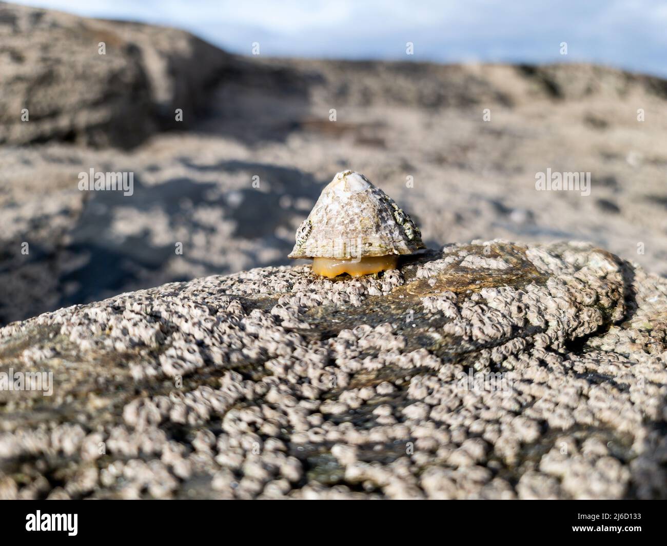 The Common Limpet, Patella vulgata, Sea Mollusc, is an aquatic snail with uncommonly strong teeth Stock Photo
