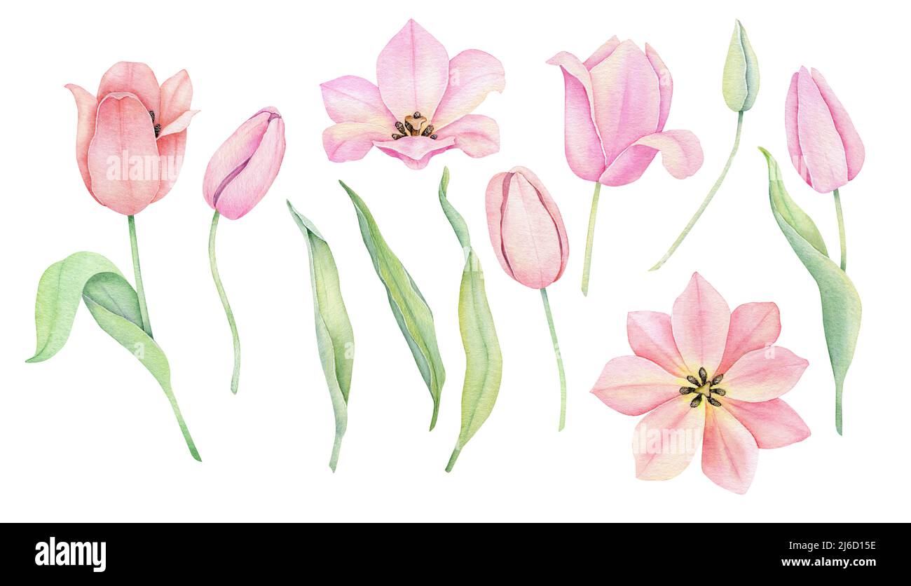 Watercolor pink tulip. Spting flowers isolated on white background ...