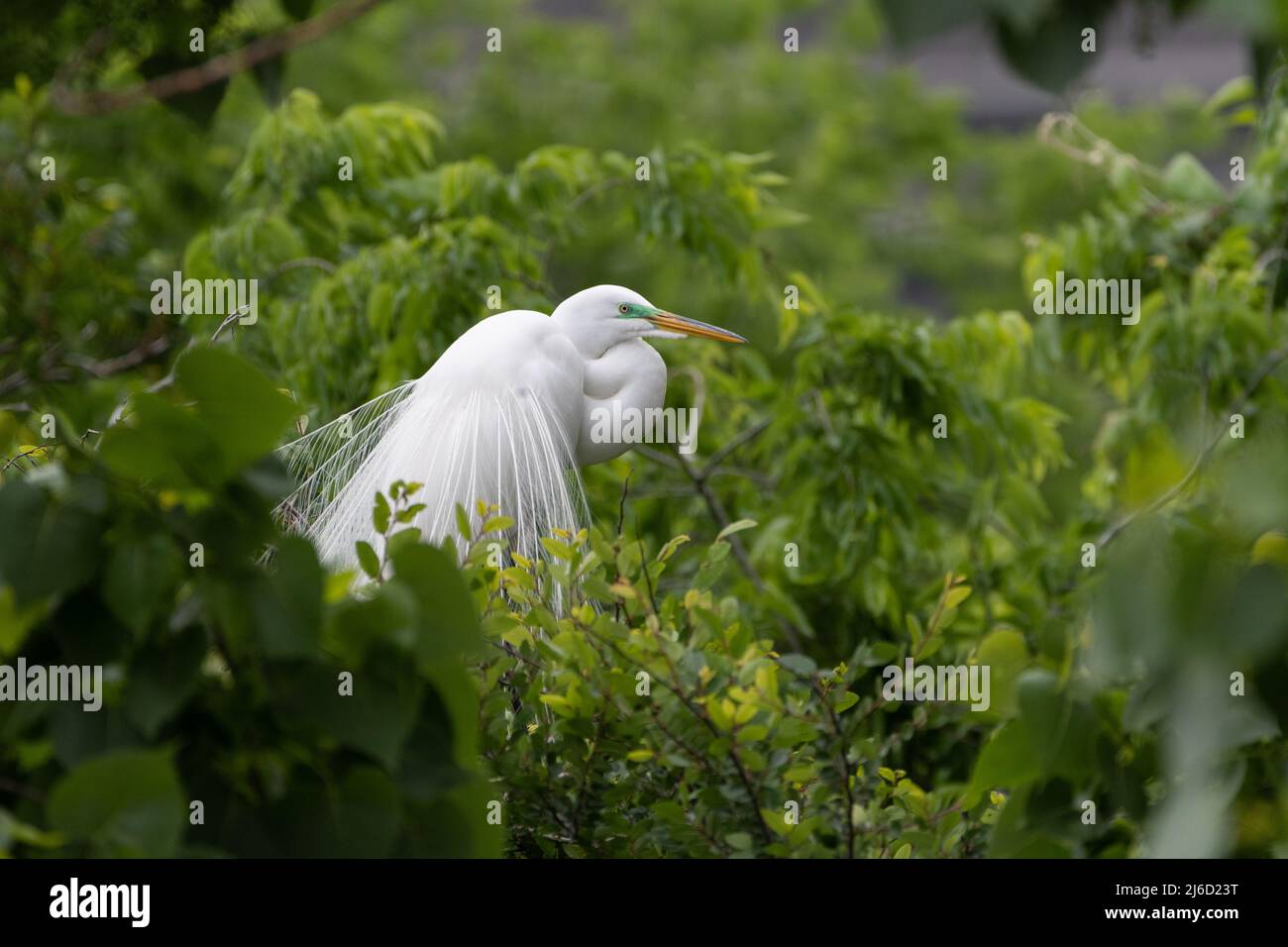 Profile of a Great White Egret in breeding plumage perched high in the top of the trees at the UTSWMC Rookery in Dallas, Texas on a spring morning. Stock Photo