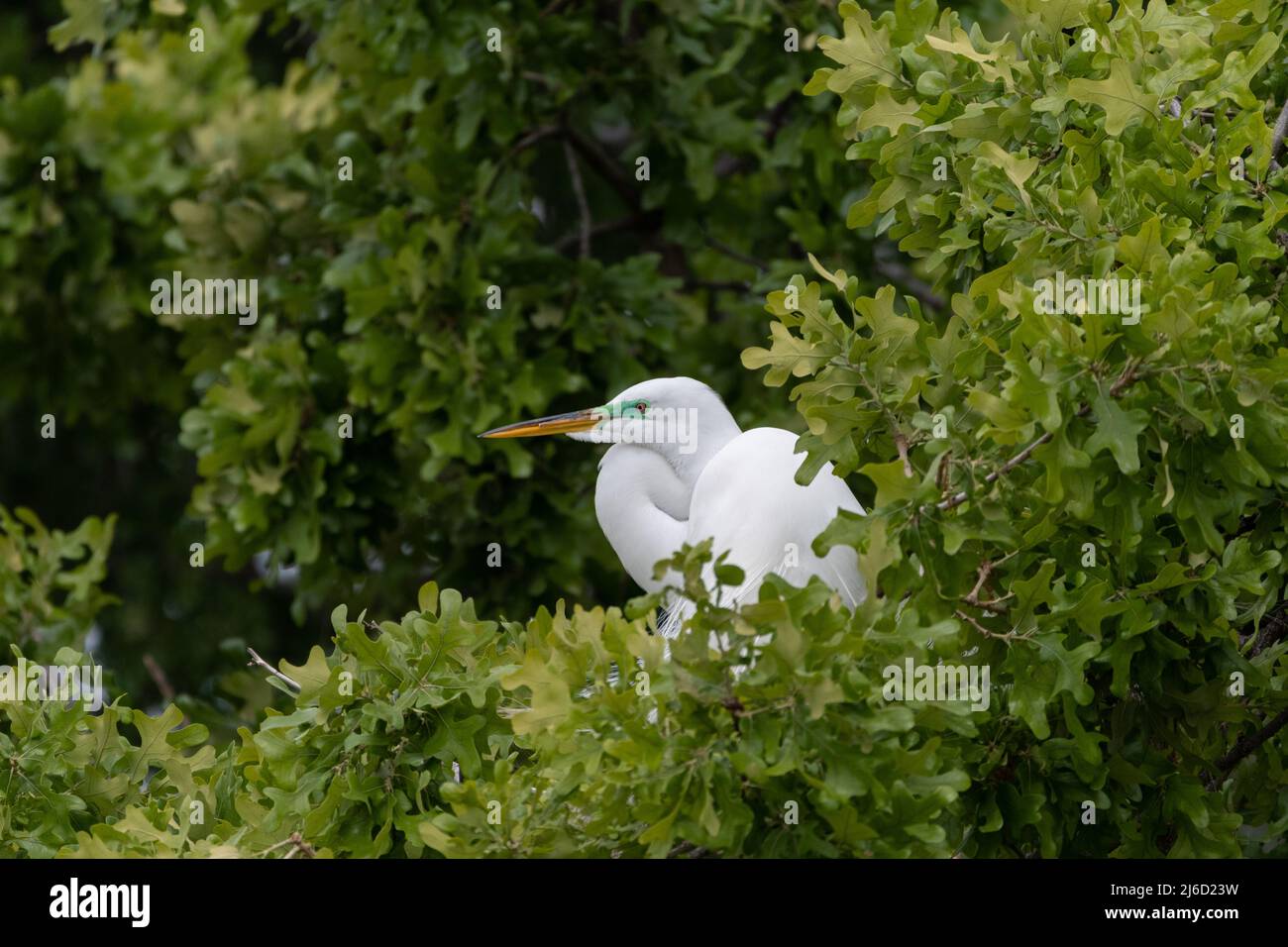 Profile of a Great White Egret looking out from behind some leaf-covered branche high in the treetop at the UTSWMC Rookery in Dallas, Texas on a sprin Stock Photo