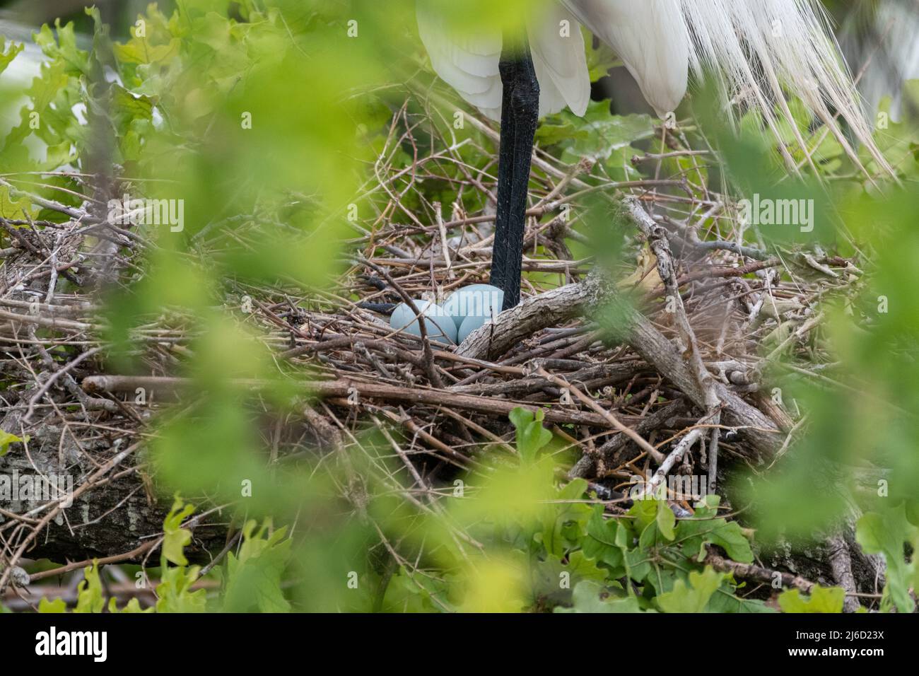 The long, black legs of a Great White Egret standing over a clutch of blue eggs in its nest at the UTSWMC Rookery in Dallas, Texas on a spring morning Stock Photo