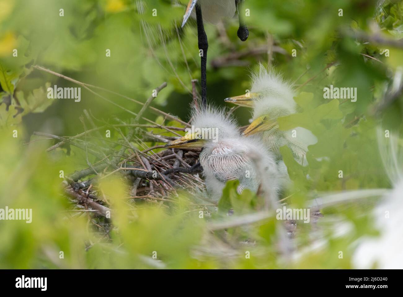 A trio of fuzzy Great White Egret babies in their nest partially hidden by leaves high in the trees at the UTSWMC Rookery in Dallas, Texas on a spring Stock Photo