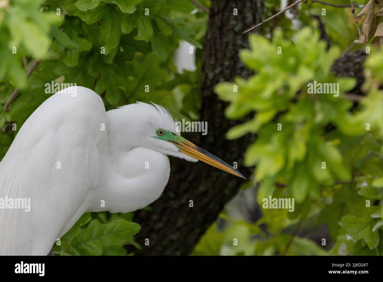 Profile of a Great White Egret relaxing in the leaf-covered trees at the UTSWMC Rookery in Dallas, Texas on a spring morning. Stock Photo