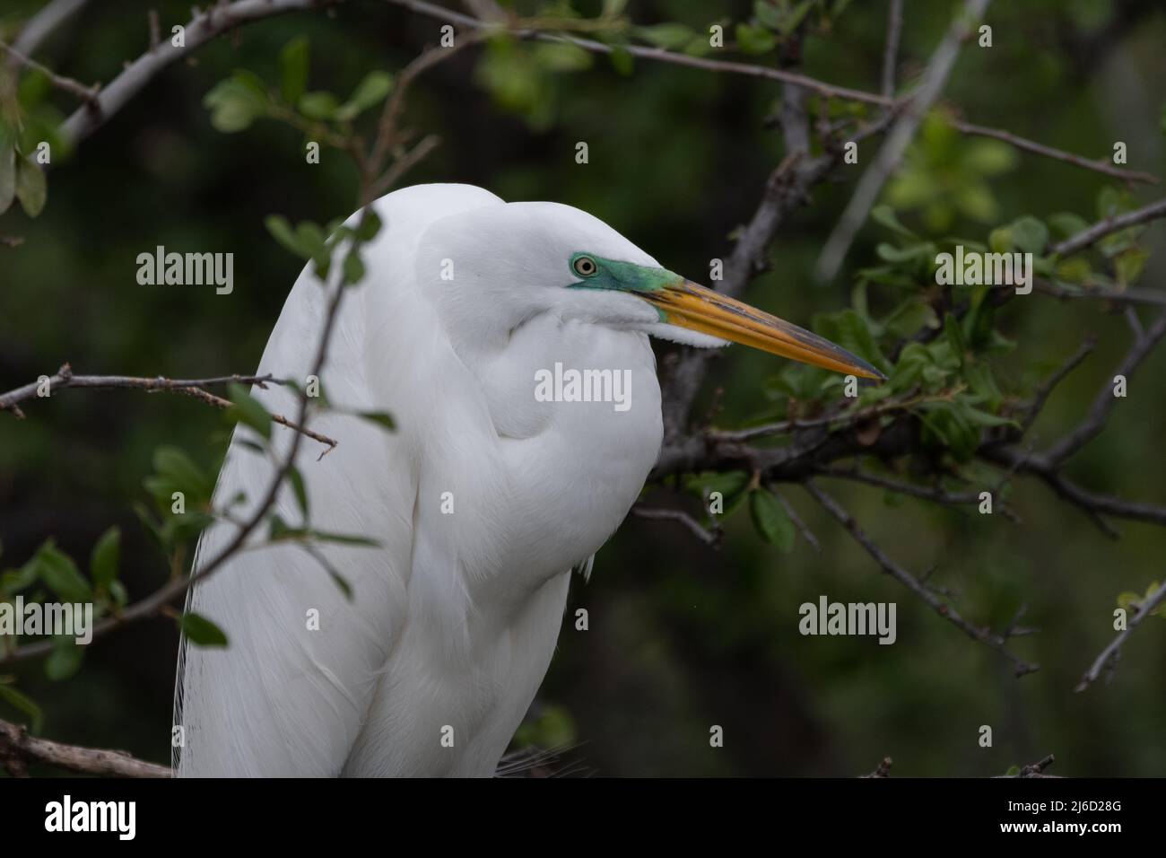 A Great White Egret surround by branches and leaves as it sits on a branch in the woods at the UTSWMC Rookery in Dallas, Texas on a spring morning. Stock Photo