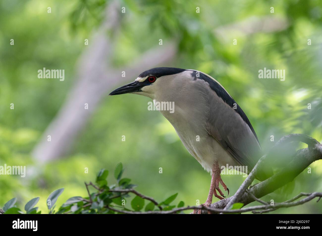 Profile of a Black-crowned Night Heron perched on a tree branch in the UTSWMC Rookery in Dallas, Texas on a sunny morning. Stock Photo