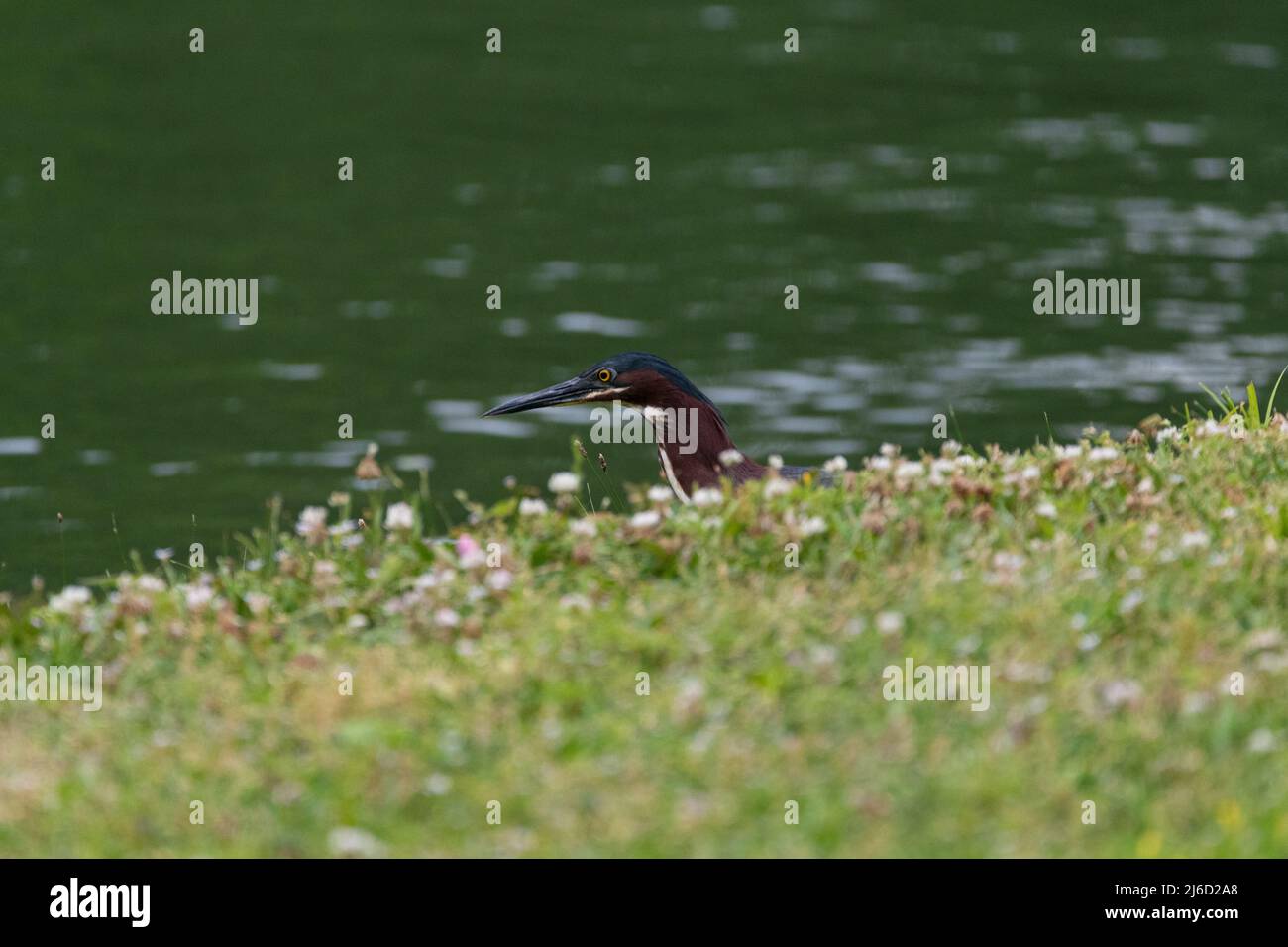 Profile of the head of a beautiful Green Heron sticking up from behind a small rise on the shore of a pond as it searches for food. Stock Photo