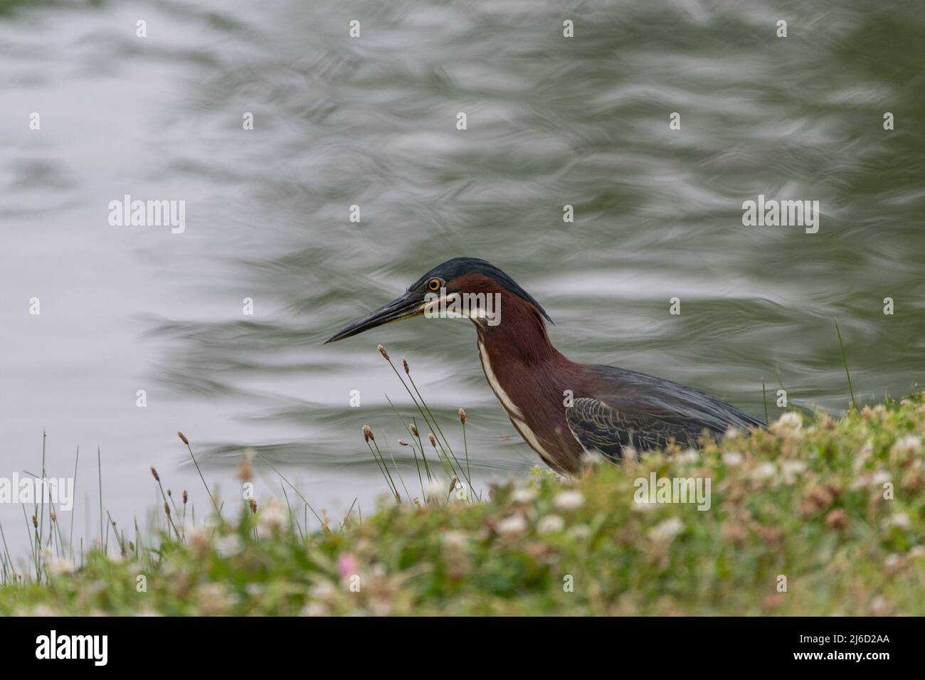 Green Heron searching for food on the shore of a pond with the blurry water creating an artistic background. Stock Photo