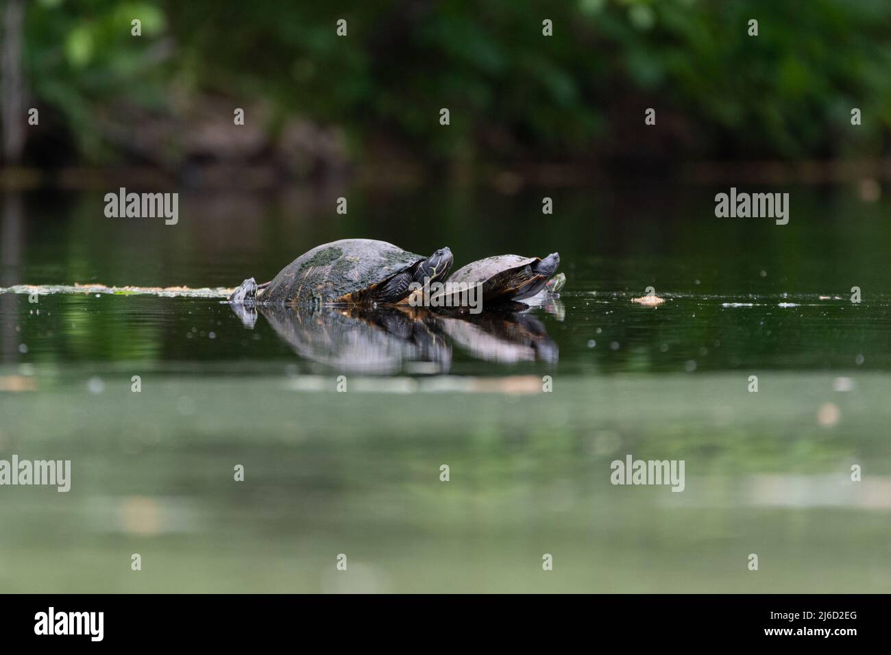 A group of Painted Turtles sunning on a stump submerged in the calm water of a pond with their reflections in the water that is green from the trees o Stock Photo