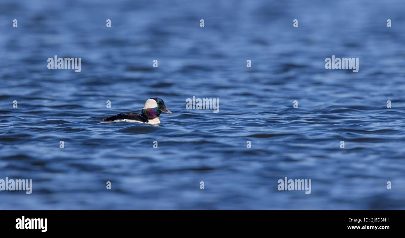 Spring Buffle Spring drake bufflehead in northern Wisconsin Stock Photo - Alamy