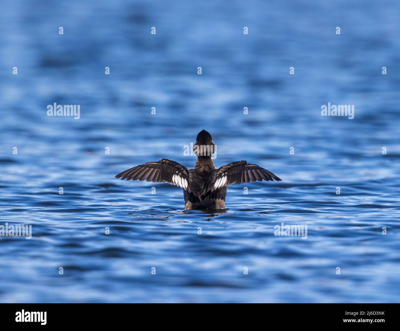 Hen bufflehead stretching her wings in a northern Wisconsin lake. Stock Photo