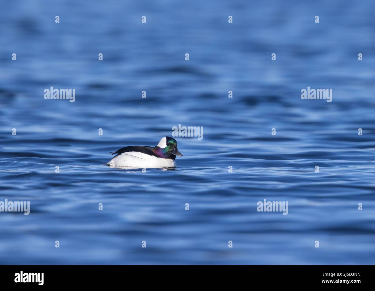 Spring Drake Ing Spring drake bufflehead in northern Wisconsin Stock Photo - Alamy
